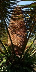 Cycas pectinata