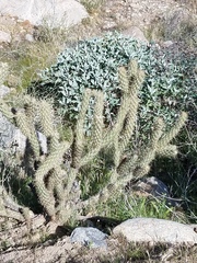 Cylindropuntia ganderi