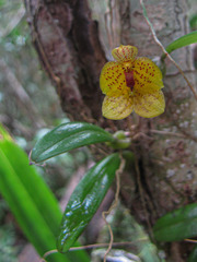 Bulbophyllum analamazoatrae image