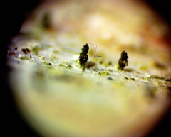 Microcalicium disseminatum