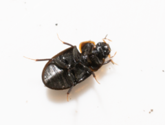 Cymbiodyta marginella