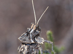 Graea horrida
