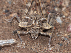 Graea horrida