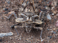 Graea horrida