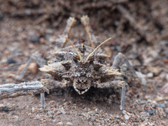 Graea horrida