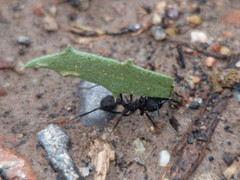 Acromyrmex lobicornis