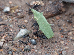 Acromyrmex lobicornis