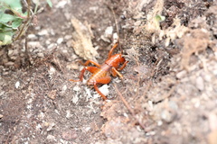 Cratomelus armatus