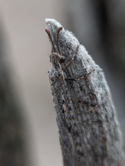 Ameromyia strigosa