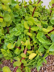 Portulacaria afra