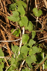 Lamium maculatum