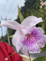 Sobralia rosea