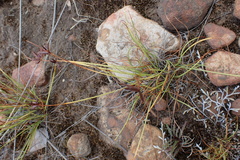 Cyperus rupestris