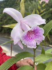 Sobralia rosea