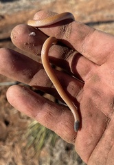 Tantilla