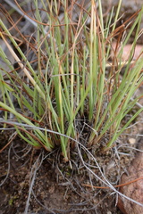 Cyperus rupestris