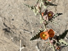 Sphaeralcea orcuttii
