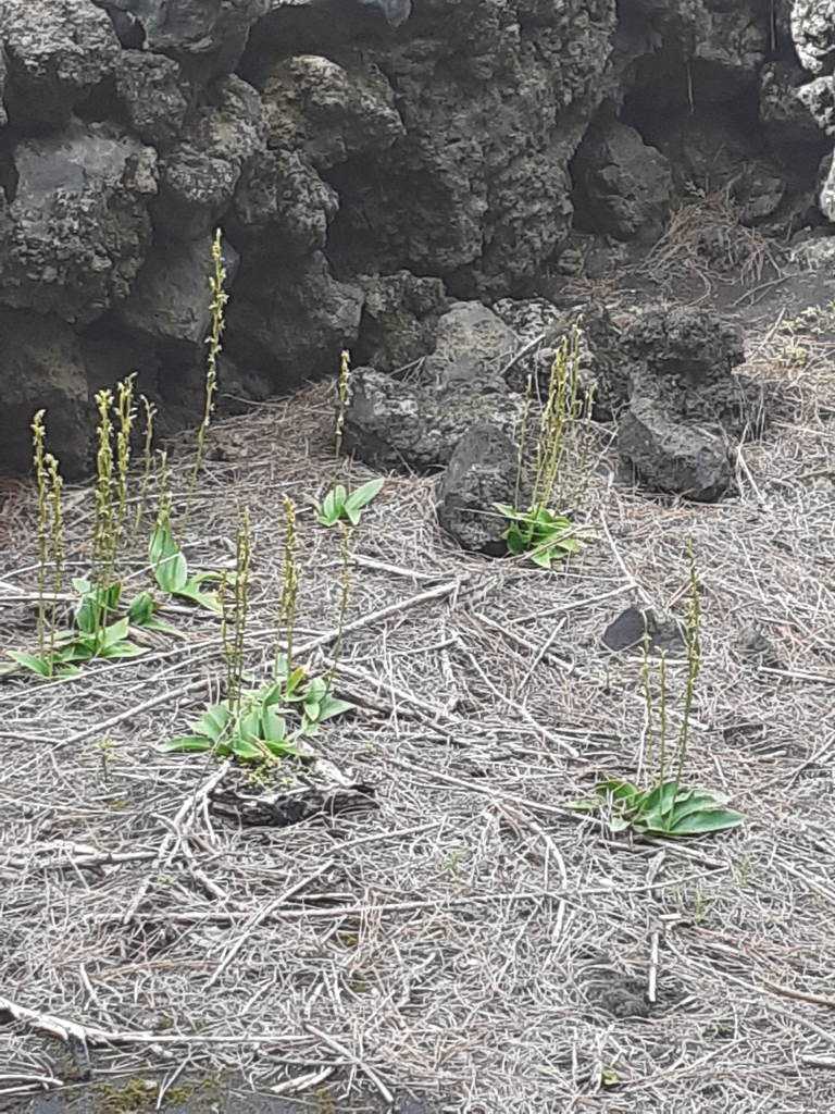 Habenaria tridactylites