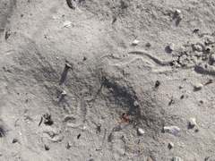 Plestiodon reynoldsi