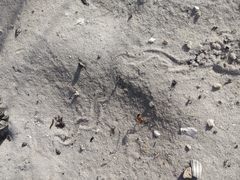 Plestiodon reynoldsi
