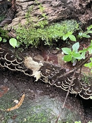 Earliella