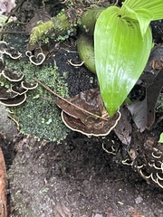 Earliella