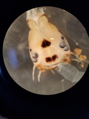 Thermonectus