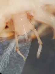 Thermonectus