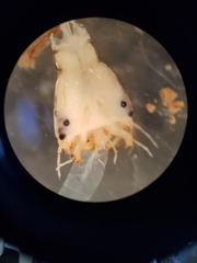 Thermonectus