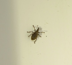 Trichopterapion holosericeum