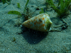Conus tessulatus