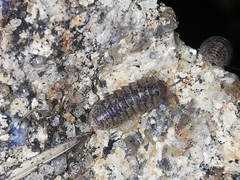 Armadillidium assimile