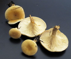 Paralepista gilva