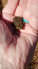 Pseudacris collinsorum