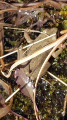 Pseudacris collinsorum