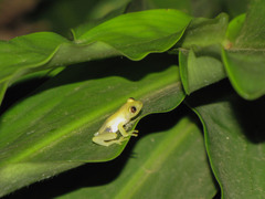 Boophis viridis