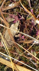 Pseudacris collinsorum