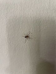 Steatoda grossa