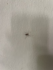 Steatoda grossa
