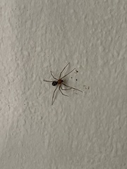 Steatoda grossa