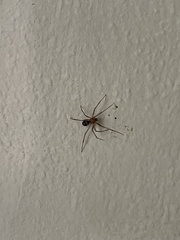 Steatoda grossa