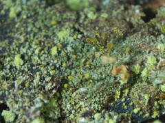 Chaenotheca chlorella