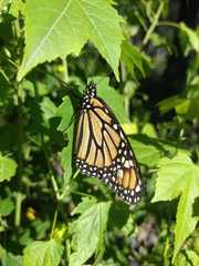 Danaus plexippus