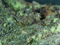 Chaenotheca chlorella