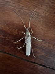 Uracanthus strigosus