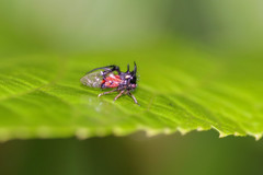 Cyphonia trifida