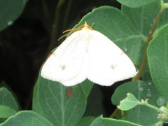 Macaria ribearia