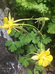 Aquilegia longissima