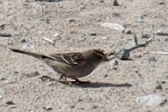 Zonotrichia leucophrys