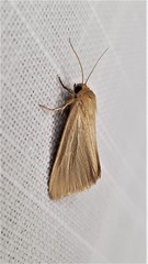 Heliocheilus moribunda